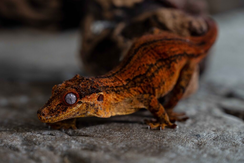 Gargoyle Gecko Full Body