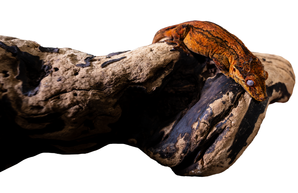 Gargoyle Gecko On Branch Full Body