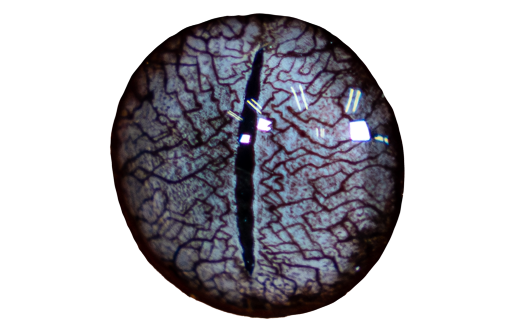 Gargoyle Gecko Eye Close Up