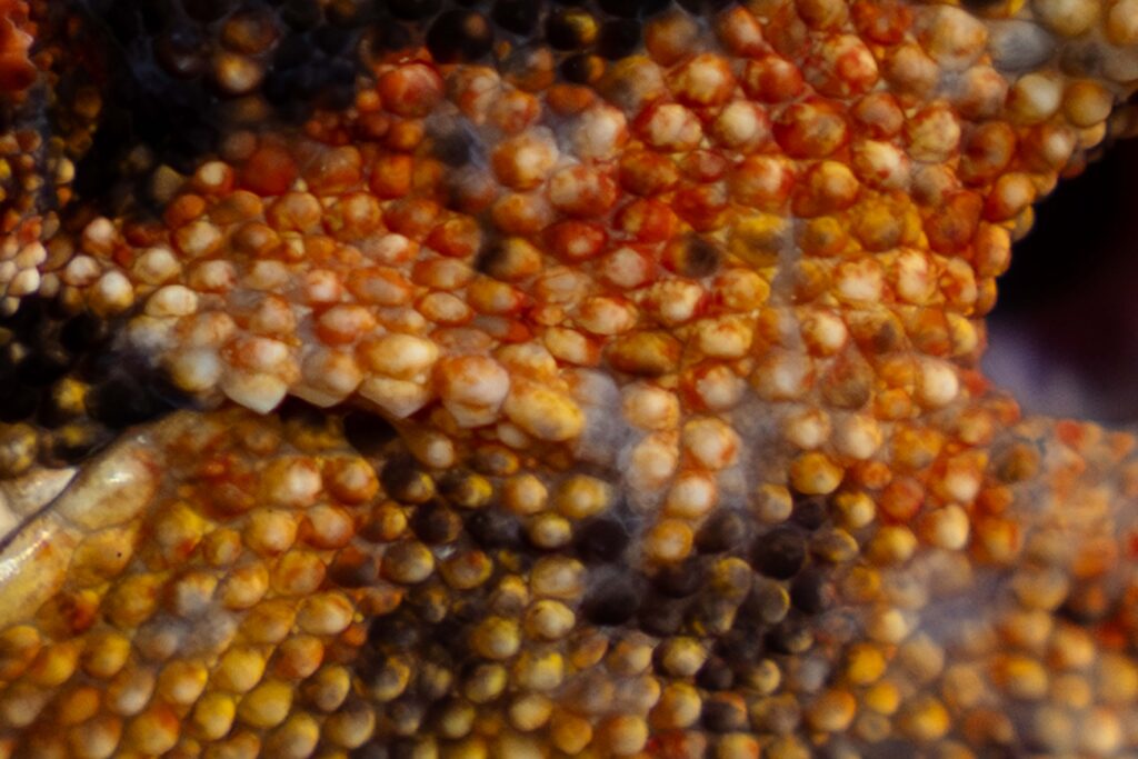 Gargoyle Gecko Texture Skin Close Up