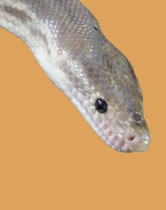 Ghost Colombian Rainbow Boa Profile