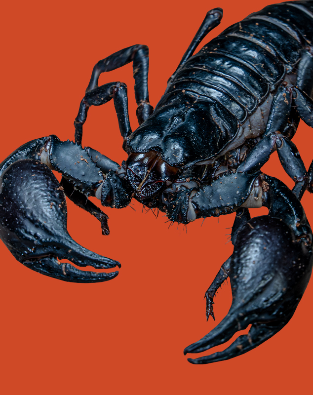 Giant Forest Scorpion