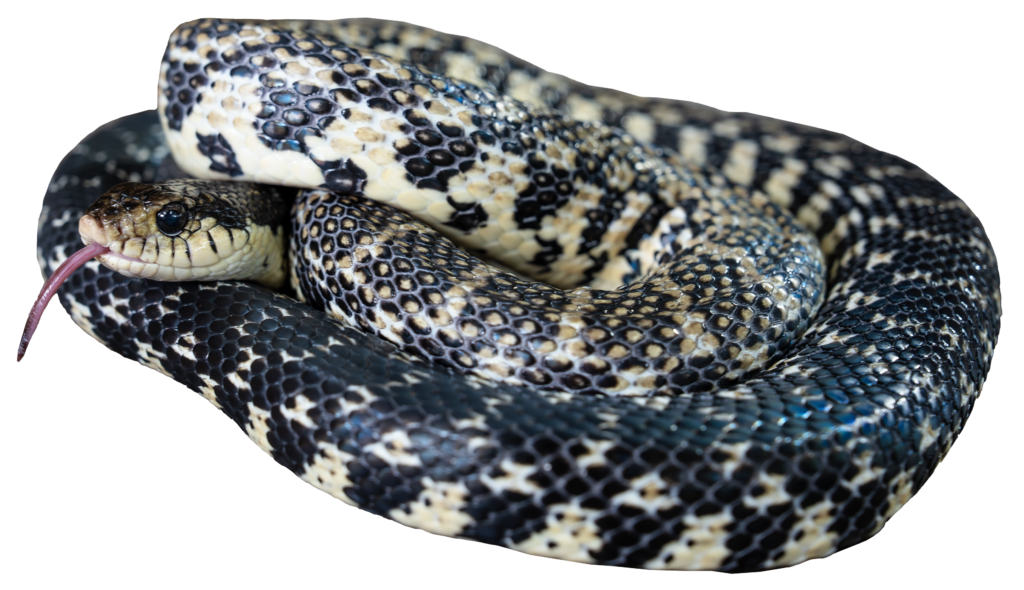 Madagascar Giant Hognose Full Body Profile