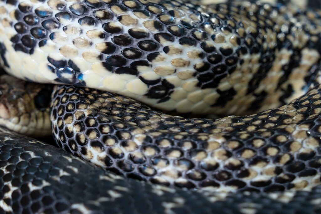 Madagascar Giant Hognose Close Up Texture