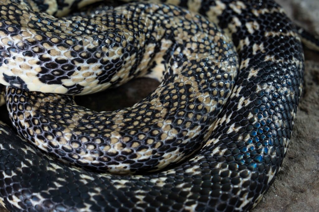 Madagascar Giant Hognose Close Up Texture