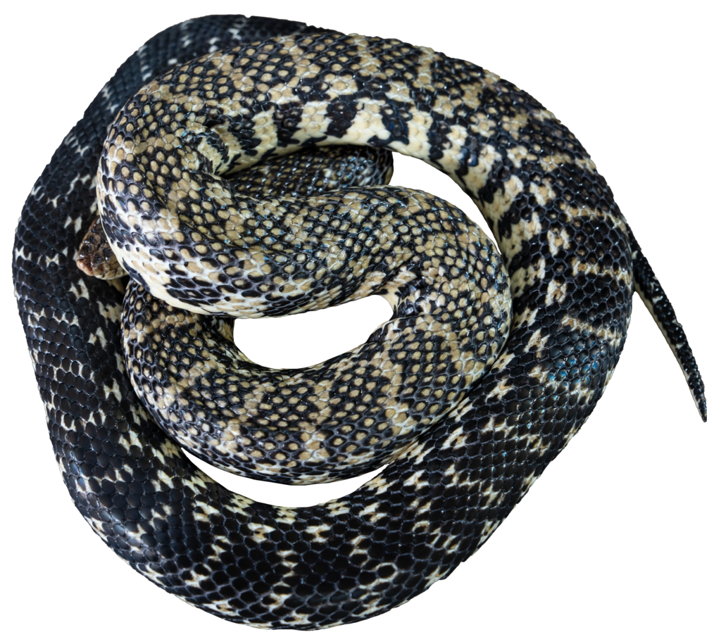 Madagascar Giant Hognose Full Body Top 1