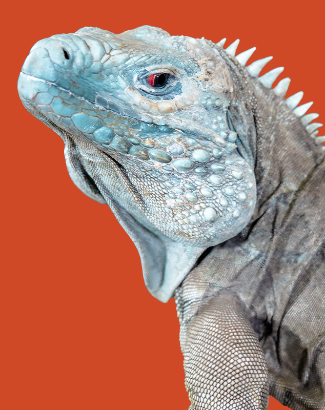 Grand Cayman Blue Iguana Profile