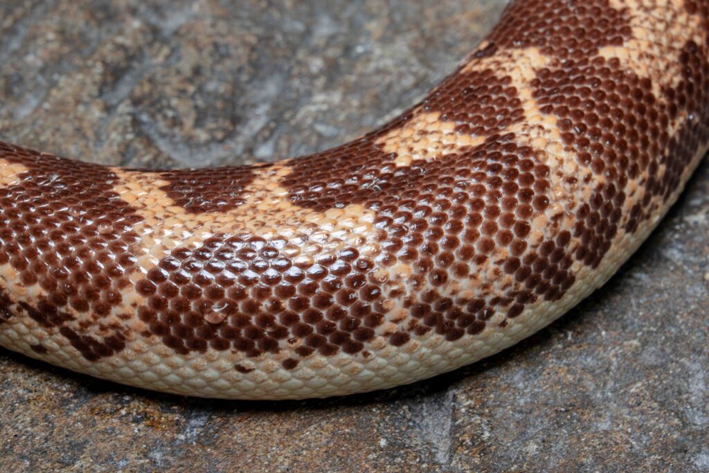 Kenyan Sand Boa Close Up Texture Scales Skin