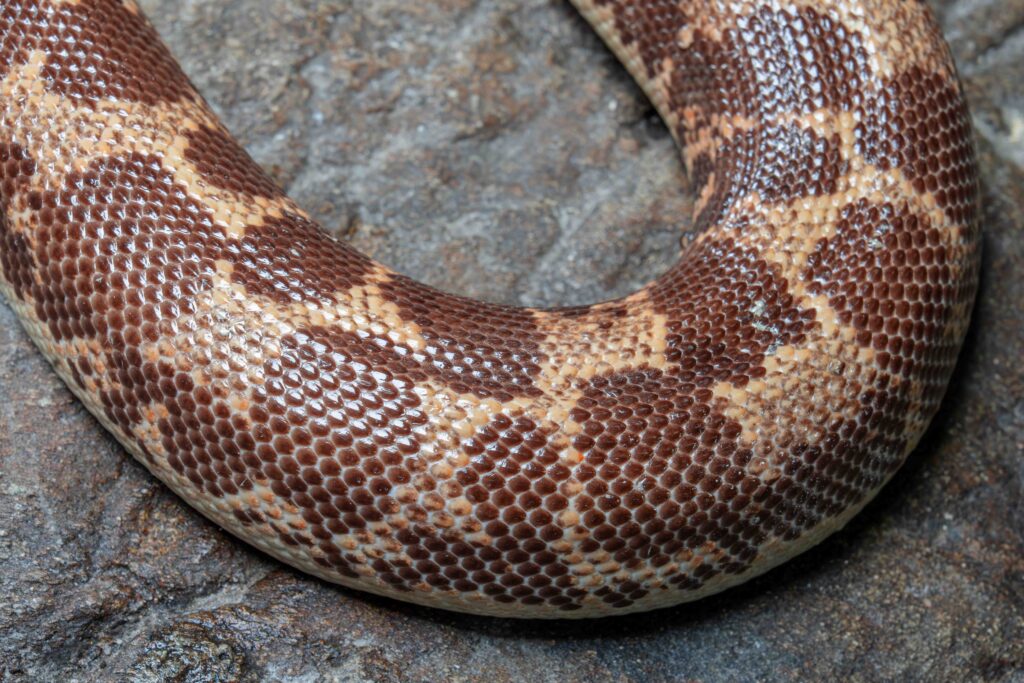 Kenyan Sand Boa Close Up Texture Scales Skin