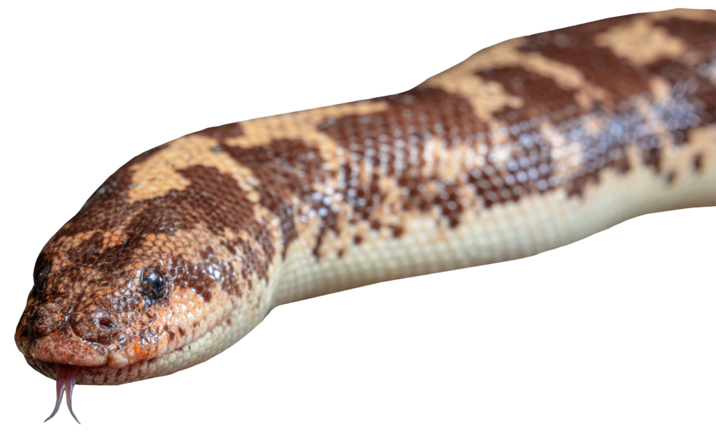 Kenyan Sand Boa Profile