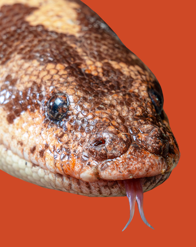Kenyan Sand Boa Profile