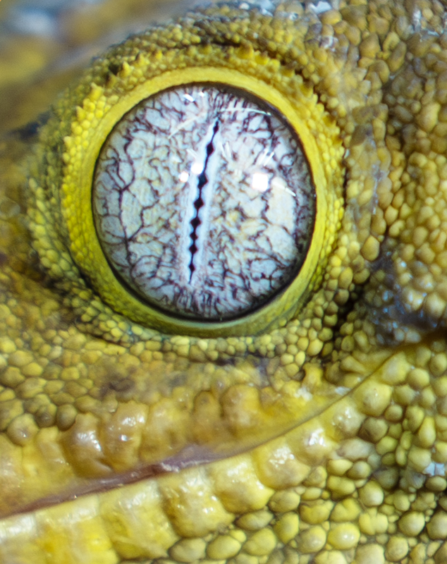 Leachie's Giant Gecko Eye