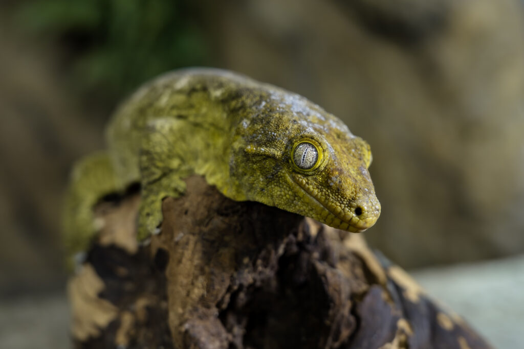 Leachie's Giant Gecko Profile Full Image