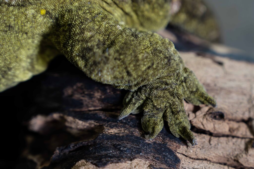 Leachie's Giant Gecko Foot Close Up