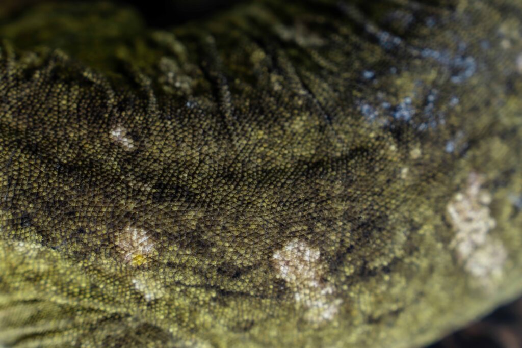 Leachie's Giant Gecko Skin Texture