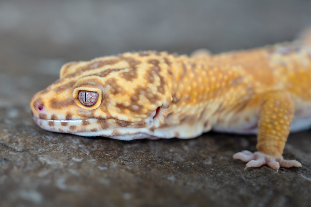 Leopard Gecko Profile Close Up