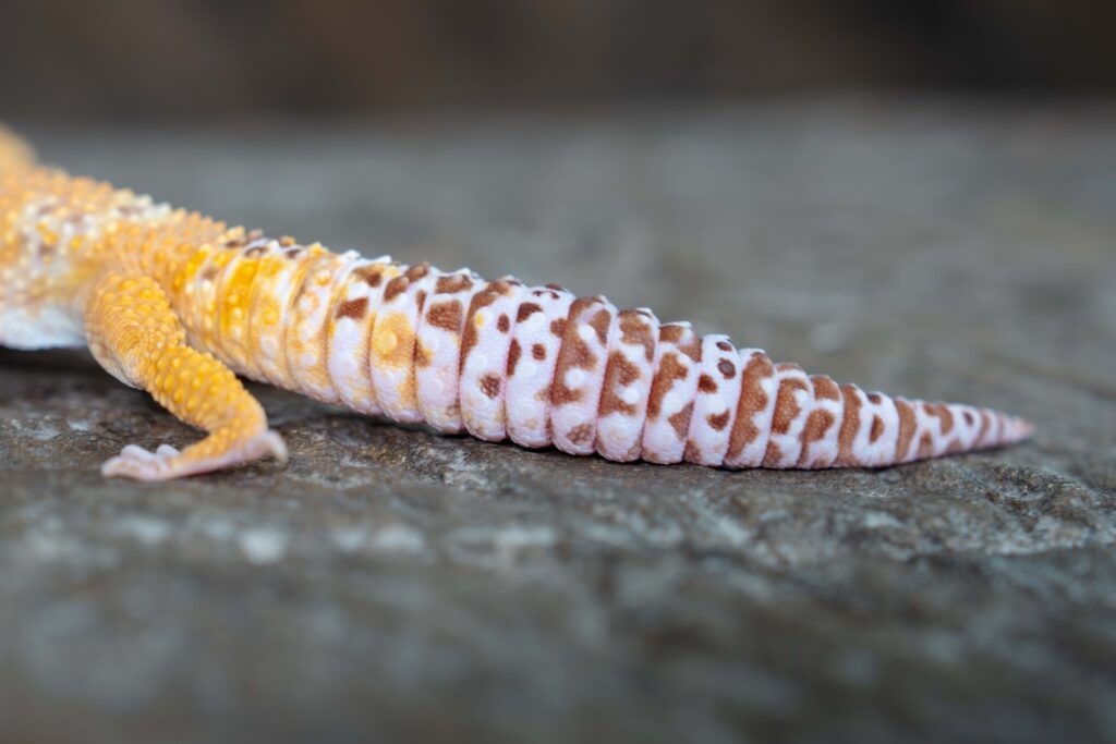 Leopard Gecko Tail Close Up
