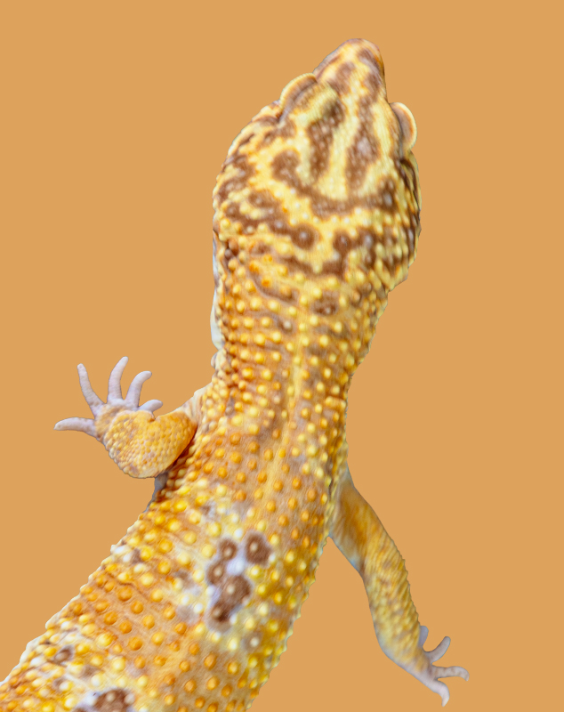 Leopard Gecko Top