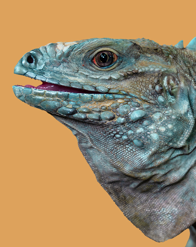 Lewisi Hybrid Iguana Profile