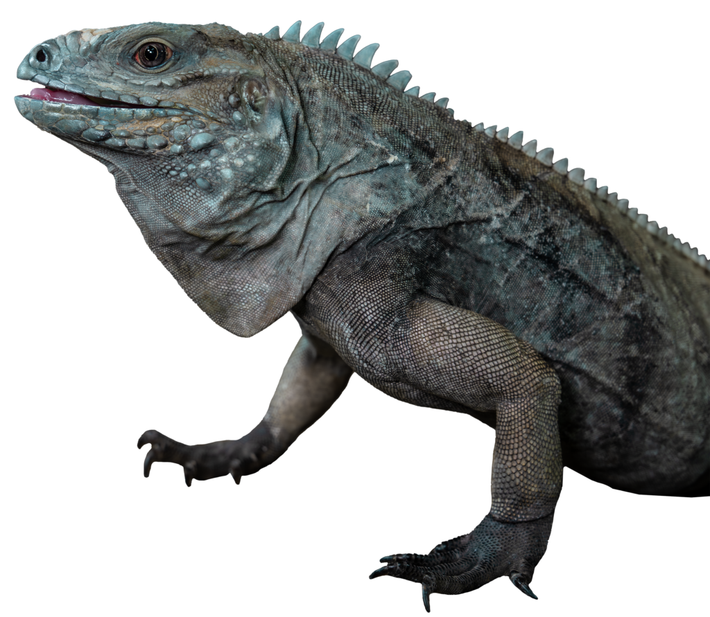 Lewisi Hybrid Iguana Half Body