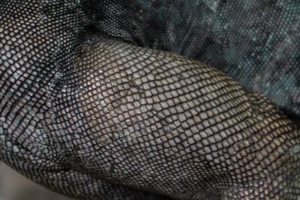 Lewisi Hybrid Iguana Skin Texture Close Up Scales