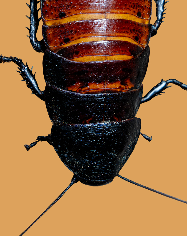 Madagascar Hissing Cockroach