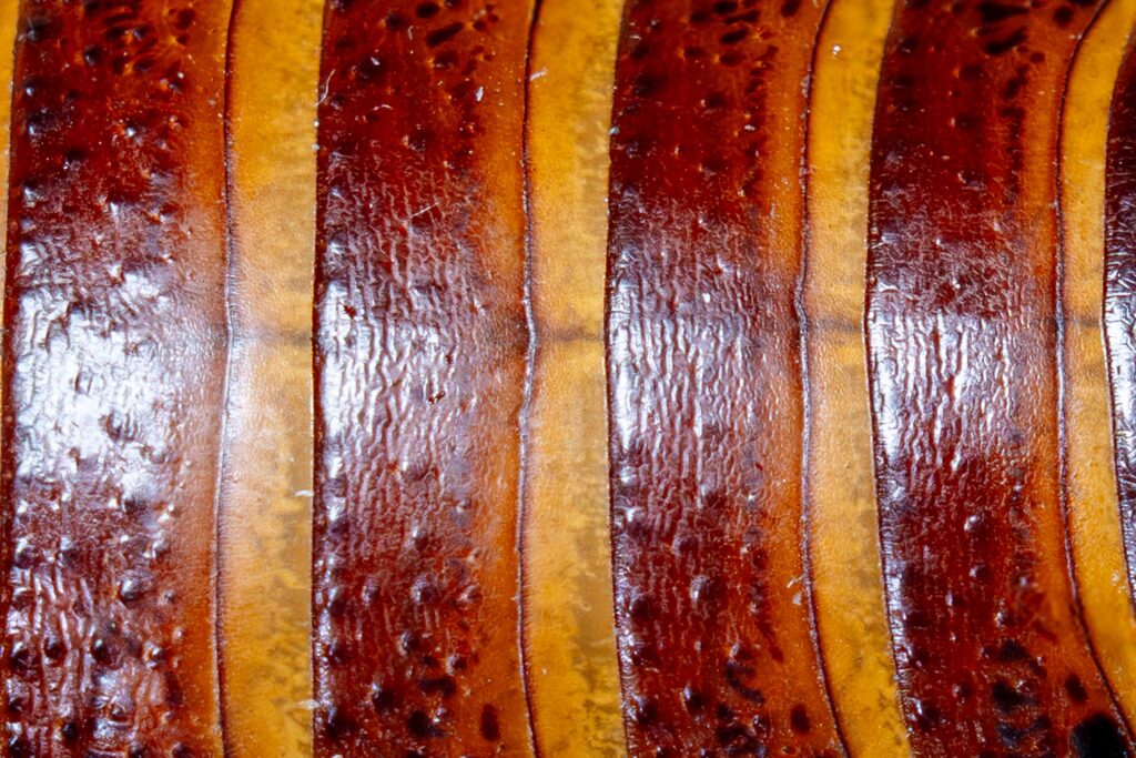 Madagascar Hissing Cockroach Texture Close Up
