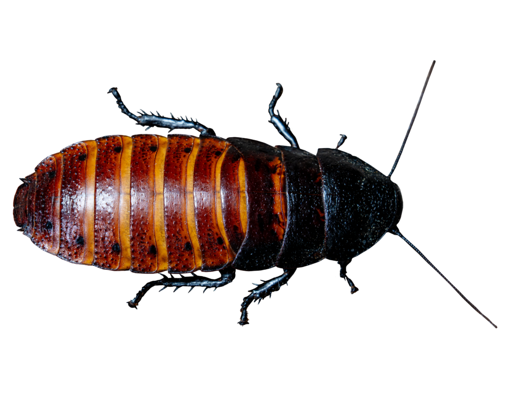 Madagascar Hissing Cockroach Single Top Full Body