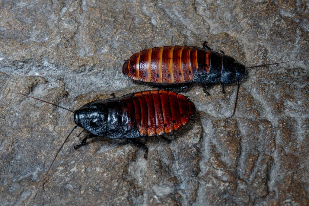 Madagascar Hissing Cockroach Top Full Body Two