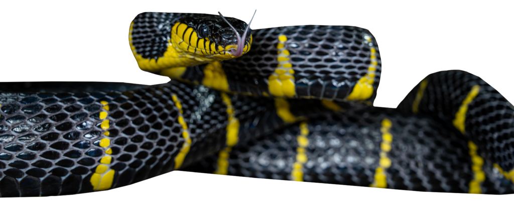 Mangrove Snake Full Body Profile