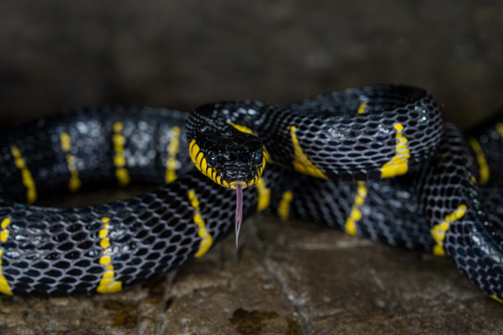 Mangrove Snake Front Full Body