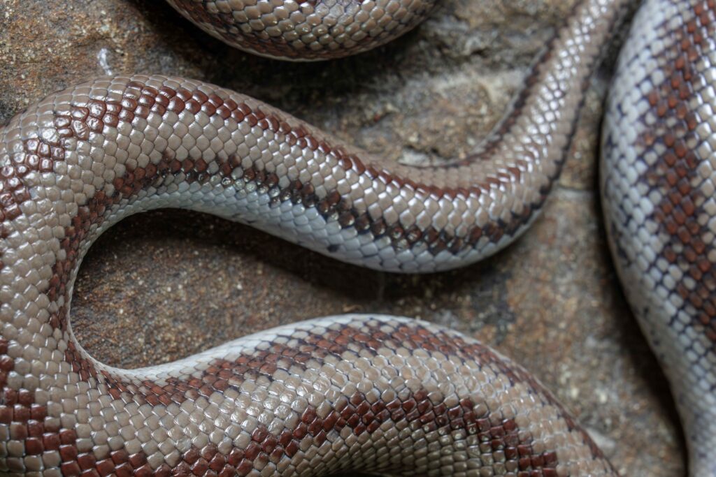 Mexican Rosy Boa Close Up Body