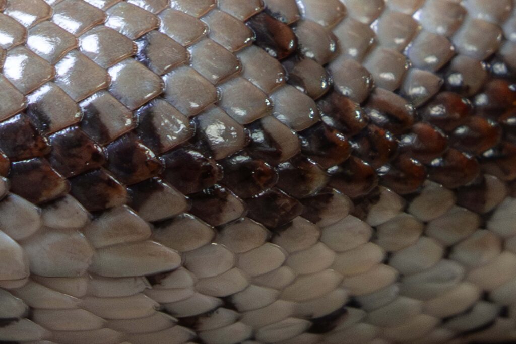 Mexican Rosy Boa Scales Close Up