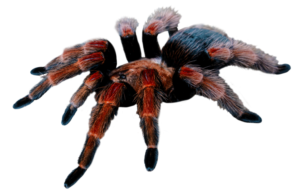 Mexican Fire Leg Tarantula Profile Full Body