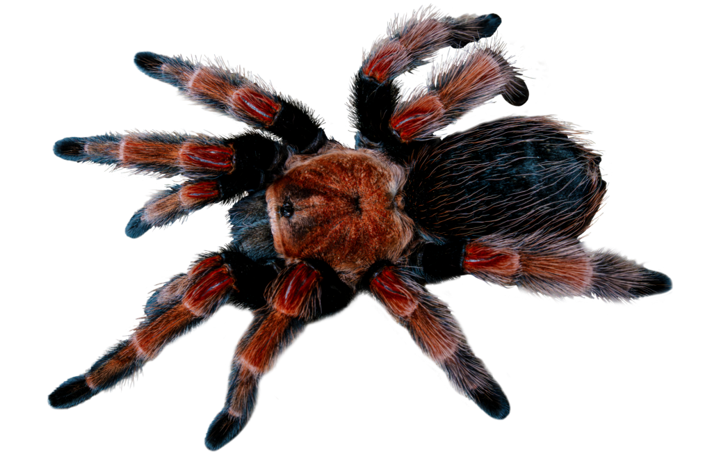 Mexican Fire Leg Tarantula Top Full Body