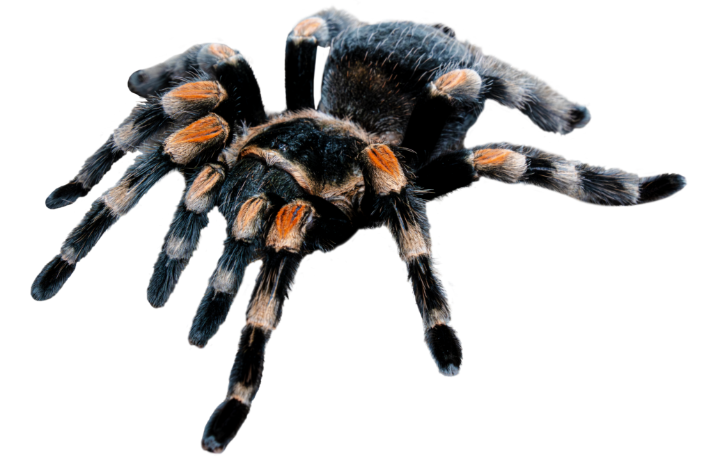 Mexican Red Knee Tarantula Profile Full Body