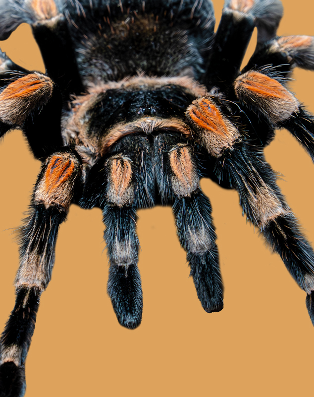 Mexican Red Knee Tarantula