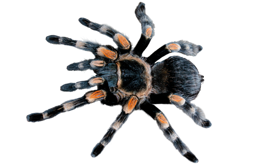 Mexican Red Knee Tarantula Top Full Body