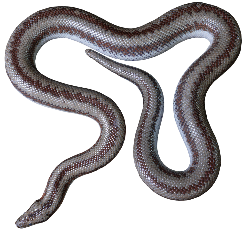 Mexican Rosy Boa Top Full Body