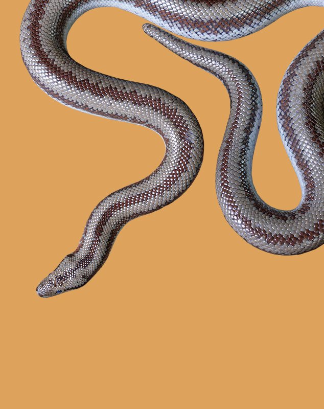 Mexican Rosy Boa Top