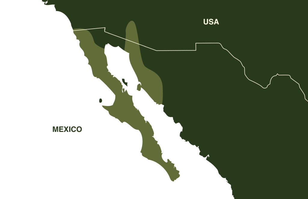 Mexican Rosy Boa Map Geographical Range Northern Mexico
