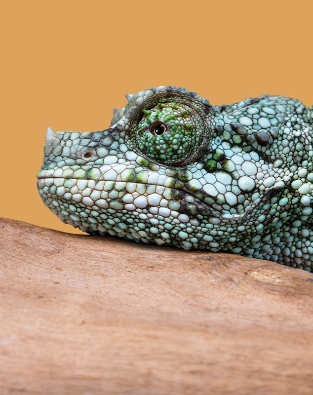 Neonate Jackson’s Chameleon Profile