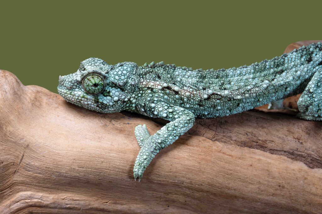 Neonate Jacksons Chameleon Profile Image