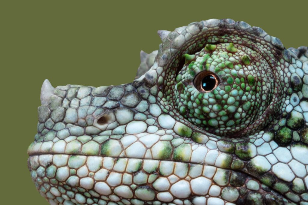 Neonate Jacksons Chameleon Close Up Face Eyes and Horns