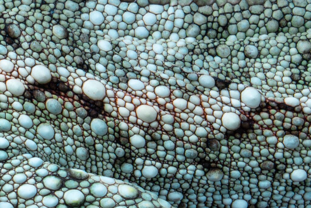Neonate Jacksons Chameleon Texture Close Up Scales Skin
