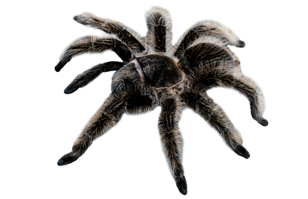Nicaragua Curly Haired Tarantula Profile Full Body