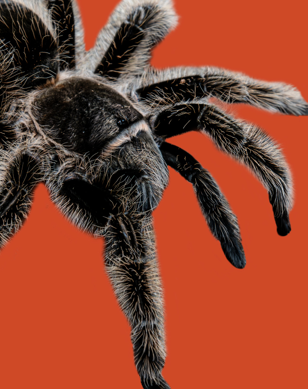 Nicaragua Curly Haired Tarantula