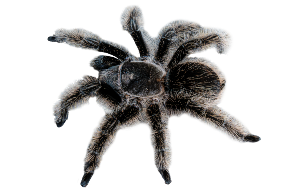 Nicaragua Curly Haired Tarantula Top Full Body