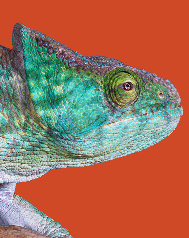 Parson’s Chameleon Profile