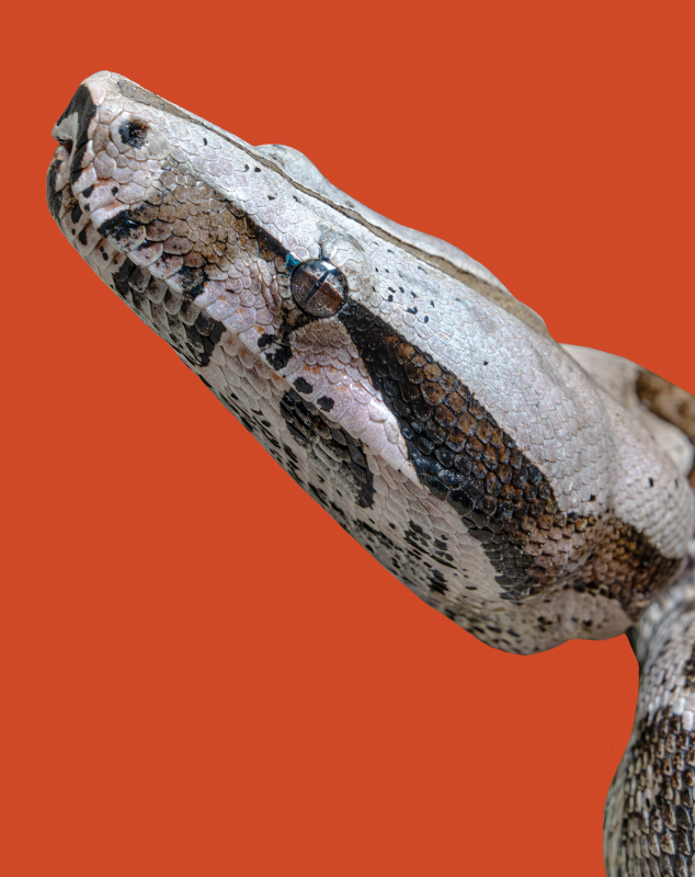 Red Tailed Boa Constrictor Profile